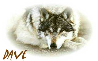 daveswolf.jpg
